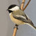 Black-capped Chickadee